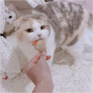 Catnip ile komik yumuşak peluş fare yavru Pet oyuncak kedi interaktif oyuncak - Product Image 3