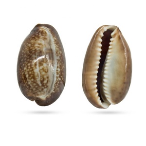 Natural Snake Head Cowrie Shells Specimen Collectibles 2.2-3.2 cm Conch Snail Seashells Nautical Beach Home Decor - Product Image 5