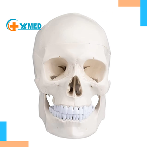 Medical Adult Skull Anatomical Model Life Size <strong>Human</strong> Skull Model <strong>3</strong> Parts Lab with Removable Skull Articulated Models - Product Image 1