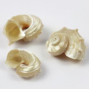 Conchiglie naturali lucidate conchiglie grandi acquario paesaggistica mare conchiglie Decorative copertura mediterranea del granchio eremita - Product Image 1