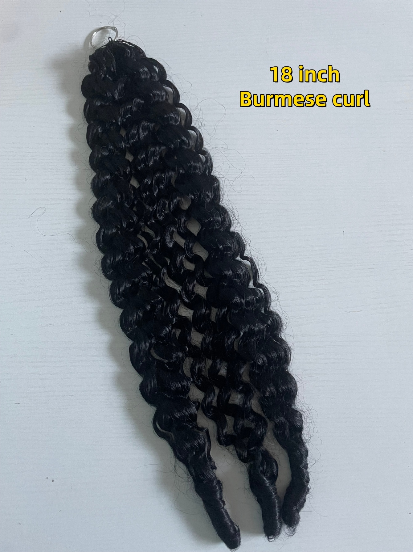 1B Burmese curl