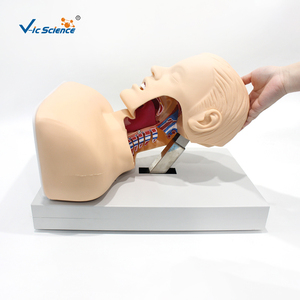 Advanced <strong>Human</strong> Tracheal Intubation Training Model - Product Image 6