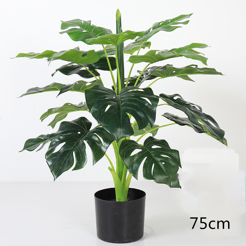 Monstera 75cm