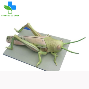 מודל לוקוסט 3D בעל חיים מודל לוקוסט חינוכי מודל אימון pvc עבור מדעי הרפואה מודל לוקוסט