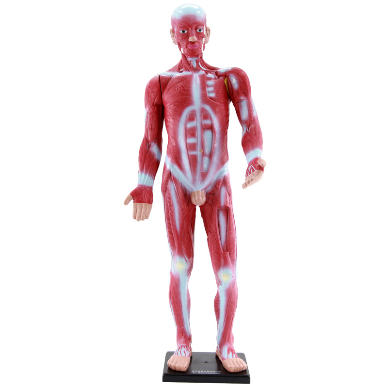 33219 Modèle musculaire humain (85 cm de haut)