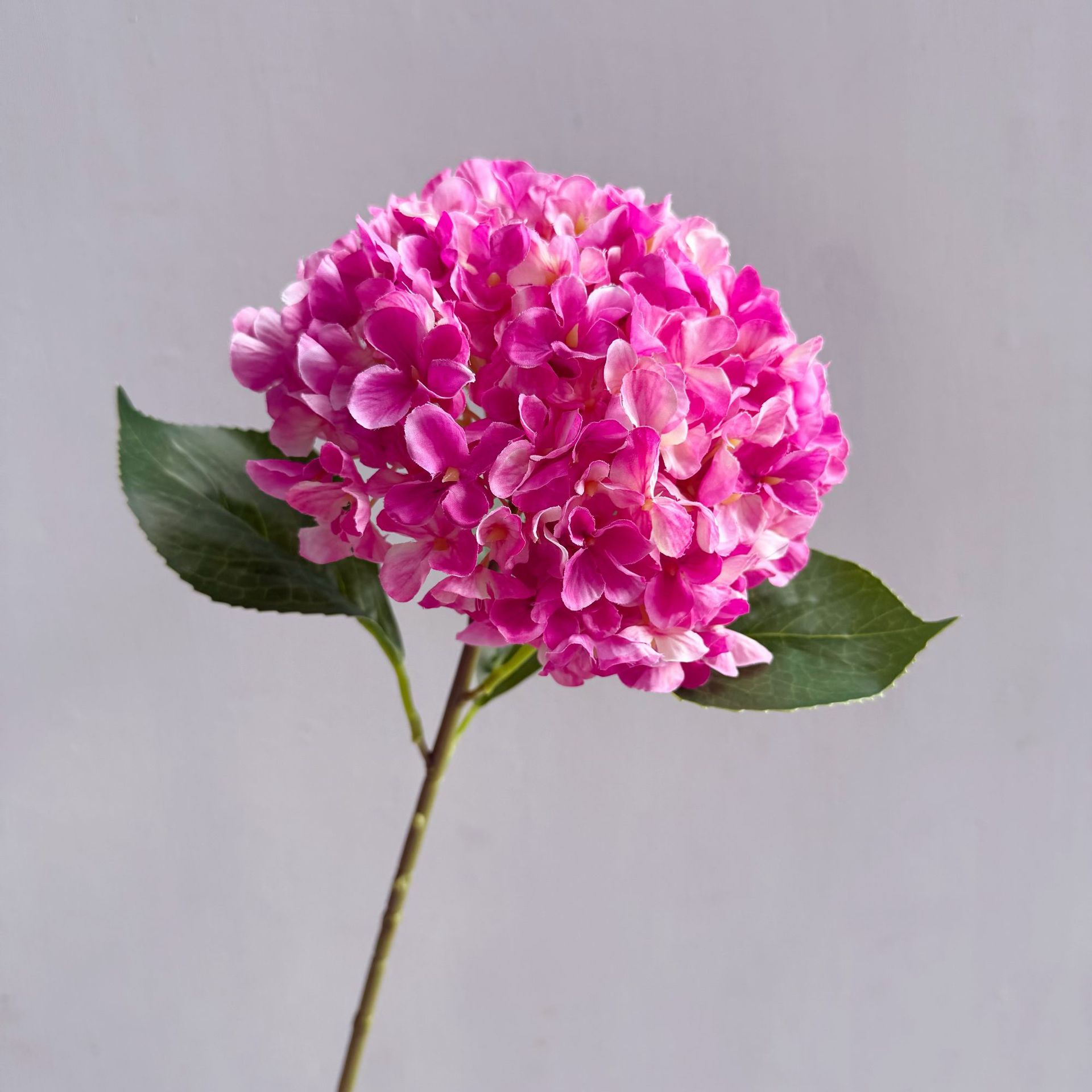 5 poudre de rose