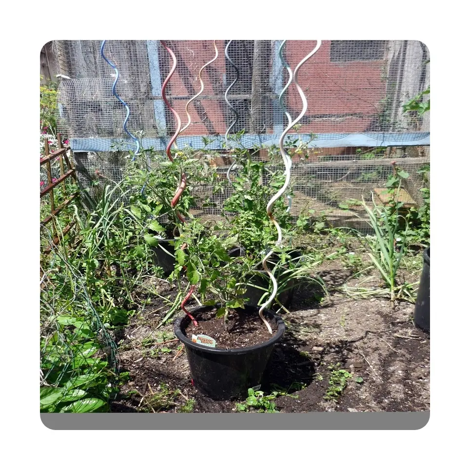 Planta crescente de lavagem cromada espiral aço inoxidável planta trepadeira suporte fio para tomate