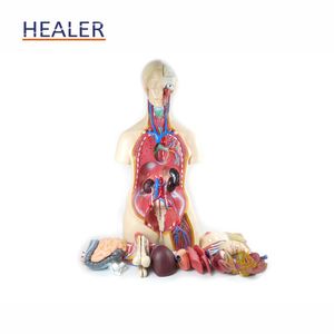 Anatomical <strong>Human</strong> Body Torso Model Half Body Manikin Organ Teaching Model for Medical Science PVC Plastic for Schools - Product Image 2