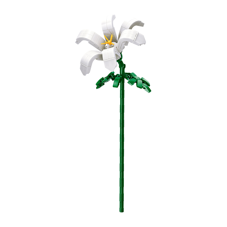 Lys blanc