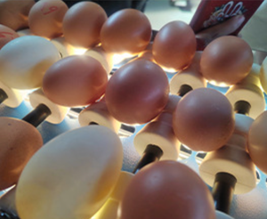 Automatische Tabelle Mini Egg Clean Grade Pack Leichte Kerze Sortieren und Waschen Eier sortierer Maschine Philippinen
