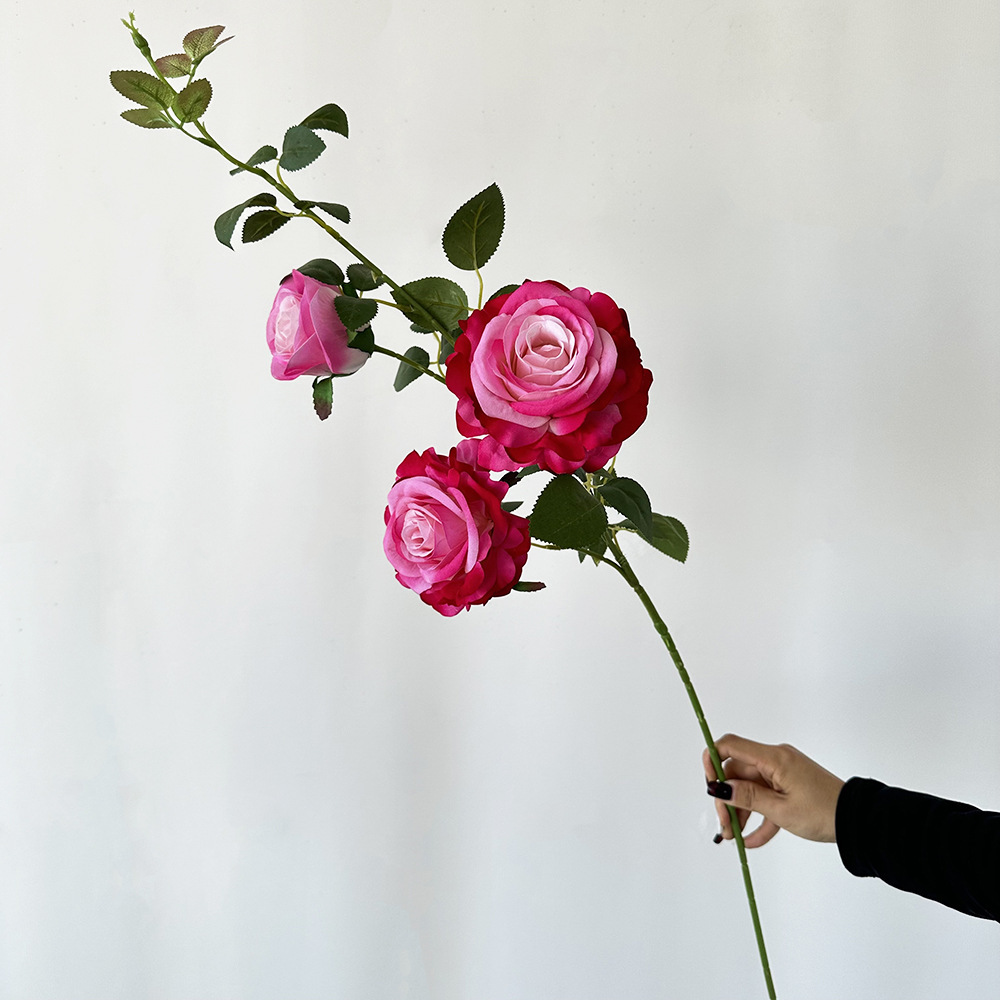 Rosa rosado