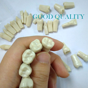 Con người giải phẫu Mô Hình thay thế AG3 frasaco typodont răng mô hình răng thực tế giả Nha khoa Răng mô hình - Product Image 4