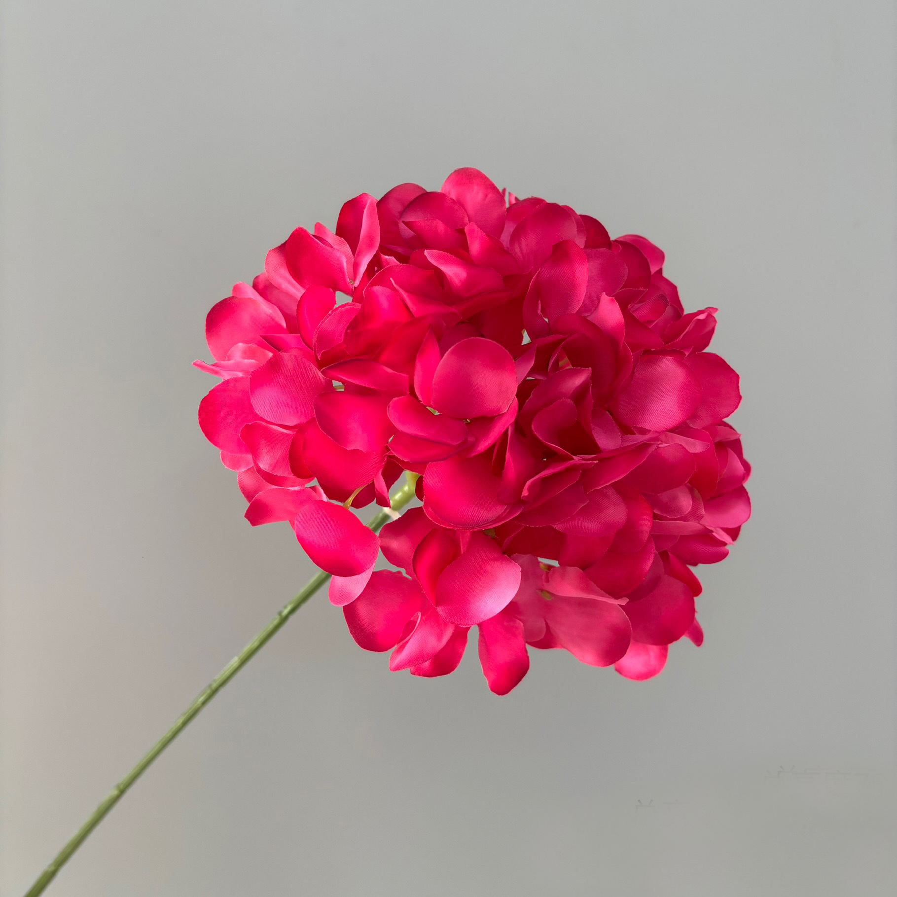 Rose garance