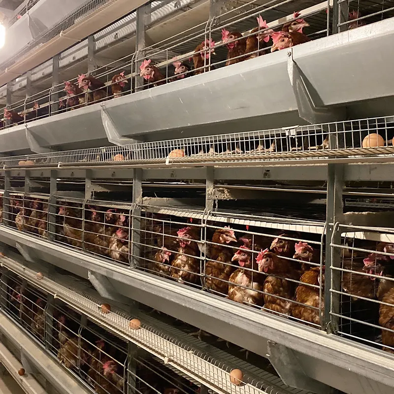 Gabbie per polli a strati di progettazione di attrezzature agricole galline ovaiole gabbia per allevamento di pollame
