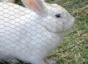 Factory Direct Sales Customization Hexagonal Wire <strong>Netting</strong> Hexagonal Wire Mesh Hexagonal Decorative Chicken Wire Mesh - Product Image 3