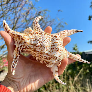 Toptan CHIRAGRA örümcek kabuklu deniz hayvanı kabuğu vietnam'dan yüksek kalite ve en çok satan rekabetçi fiyat ile - Product Image 3