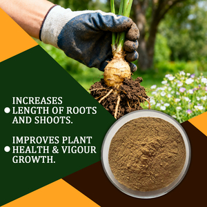 Biofertilizer 10-100billion cfu/G azospirillum brasilense bột - Product Image 4