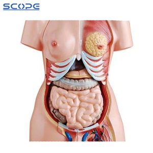 Medical Anatomical Models PVC 85cm <strong>Human</strong> Hermaphroditic Torso 23 Parts Visceral Anatomy Model - Product Image 3