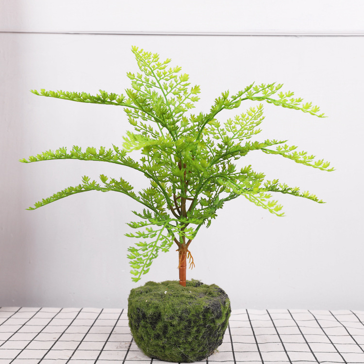 Herbe de pin à petite branche
