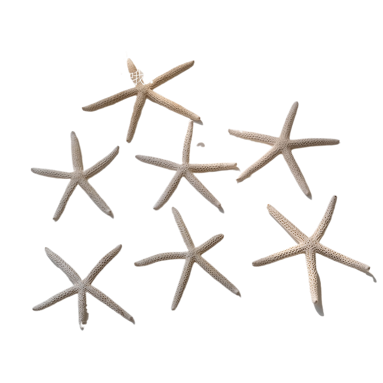 Colorate stelle marine da dito, lunghe da 7,5 a 10 cm.