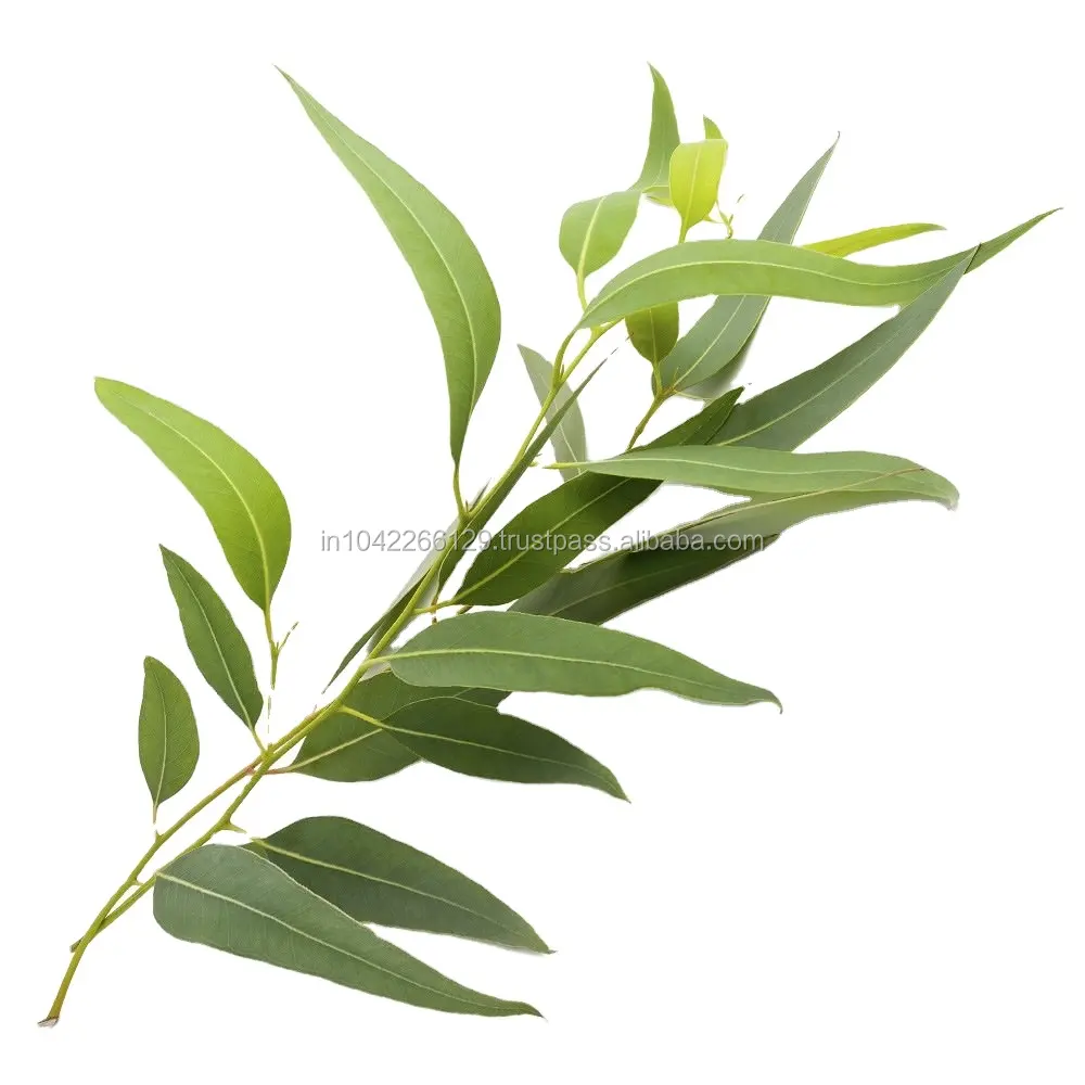 Eucalyptus Essential Oil ( Eucalyptus Globulus ) - 100% Pure & Natural | Anti Bacterial | Herbal | Therapeutic