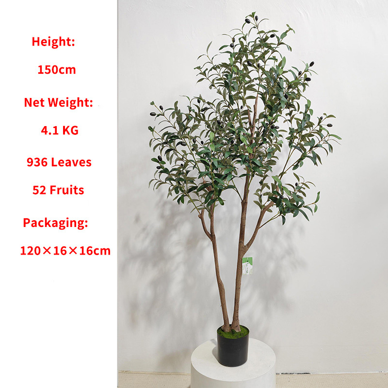 Olivier dense multi-branches de 1,5 m