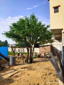 Realistic Style Artificial <strong>Tree</strong> Fake Ficus <strong>Tree</strong> for Indoor Outdoor Wedding Decoration - Product Image 2