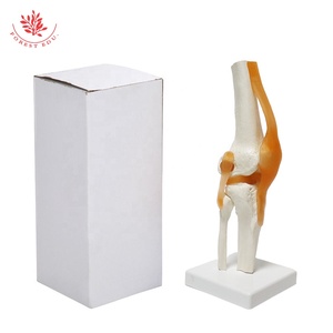 İnsan diz eklem modeli FRT029 Deluxe fonksiyonel bağlar tıbbi bilim insan anatomik modeli dahil - Product Image 5
