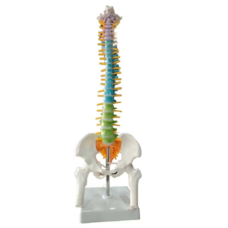 Columna vertebral asentada DARHMMY de 45 cm con fémur no flexible para ciencia médica
