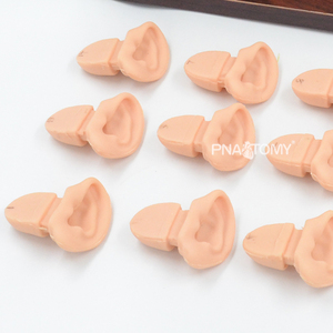 Gelişmiş kulak muayene simülatörü insan kafası mankeni anatomik modeli öğretim kaynakları tıbbi bilim eğitim ekipmanları - Product Image 5