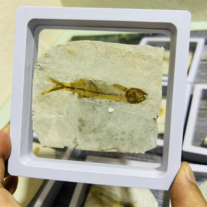 Exhibición de piedra preciosa al por mayor, piedra científica popular, fósil de pez Lycoptera para Decoración - Product Image 1