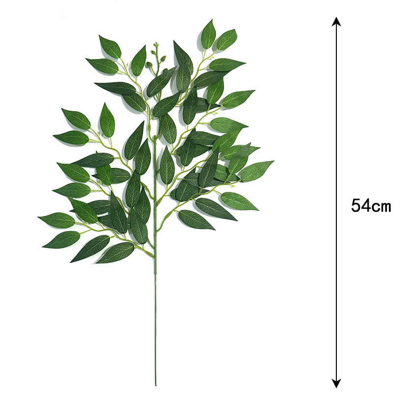 Ruscus italien - A