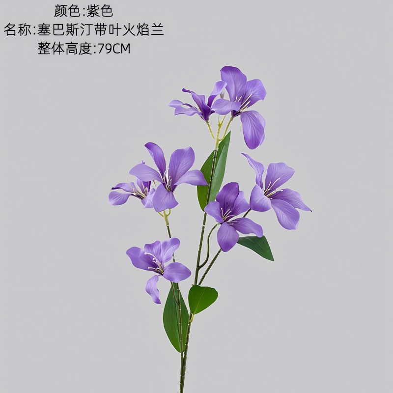 Pourpre
