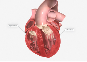 Software y equipo de sistema de Anatomía Humana 3D de observación multiángulo para enseñanza médica - Product Image 3