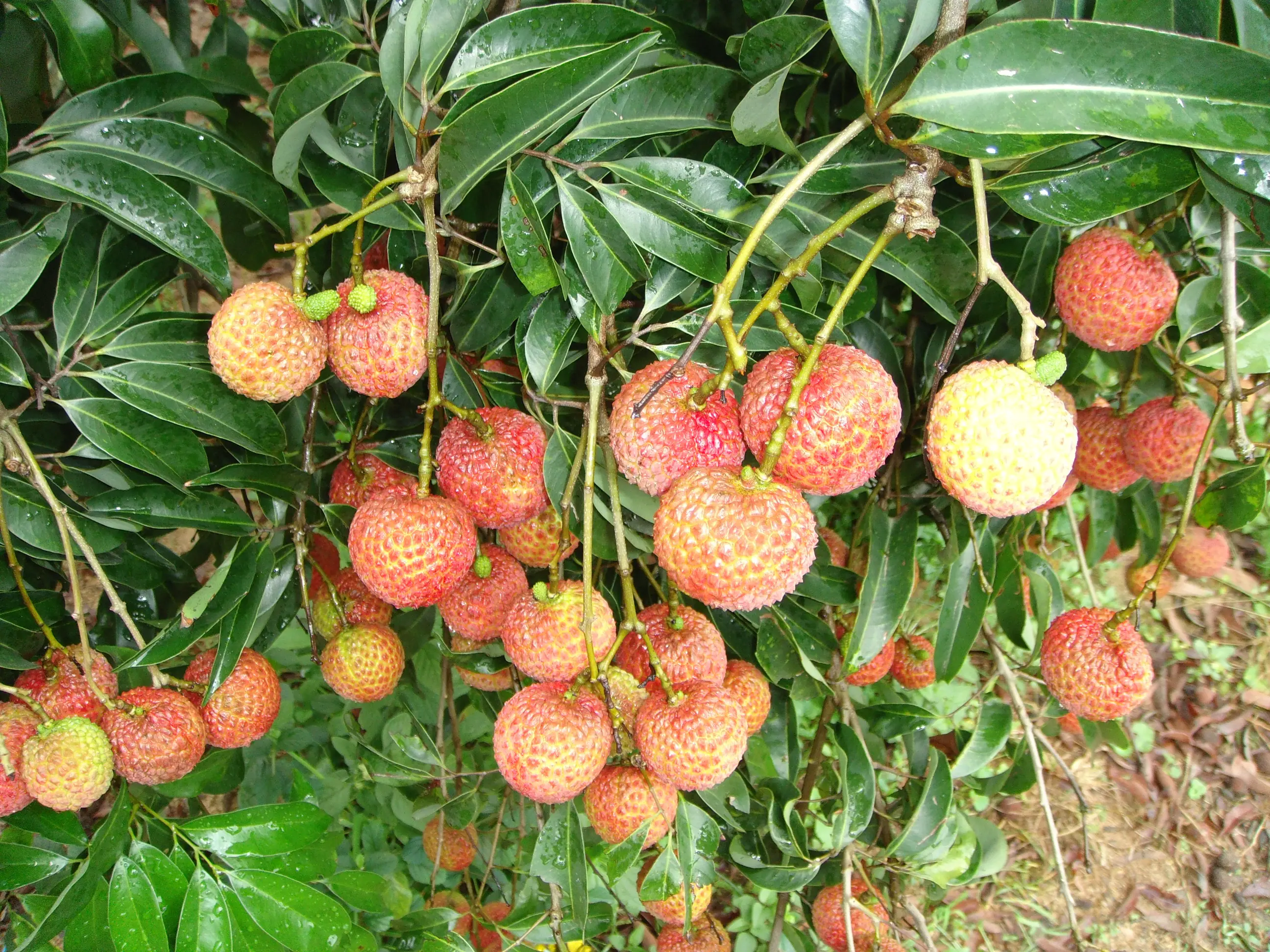 Litchi frais et juteux à vendre