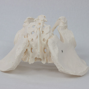 Insan iskelet modeli PVC erkek Pelvis modeli tıp bilimleri İnsan anatomisi Model beyin - Product Image 2