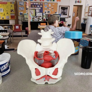 2-đoạn thắt lưng Kích thước cuộc sống Skeleton cho y tế khoa học cho đào tạo và giáo dục nữ sàn Chậu mô hình cơ bắp - Product Image 4