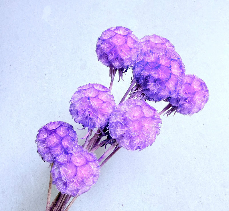 สีม่วงอ่อน