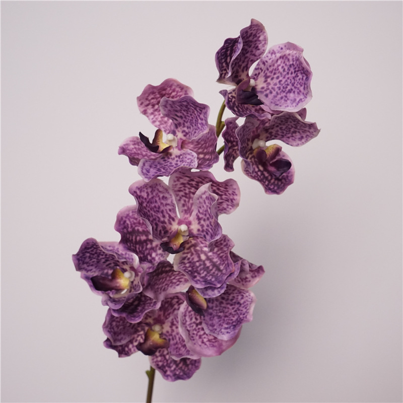 Toucher Bandai orchidée-violet clair