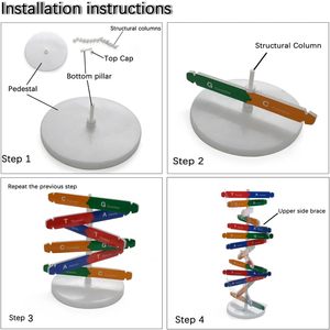 DNA modeli çift sarmal modeli bileşen İnsan genleri DNA moleküler kiti yaratıcı çift Spiral bilim için Model birleştirin - Product Image 6