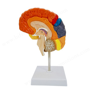 Kolorierte handgemachte Lehrmittel Menschliche Organe Anatomie Gehirn Anatomisches Modell - Product Image 2
