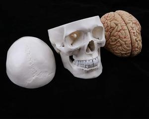 Tự Nhiên Lớn Kích Thước Hộp Sọ Màu Trắng Với 8 Phần Não Mô Hình Giải Phẫu Con Người Hộp Sọ Có Thể Tháo Rời Mô Hình Não Mô Hình Hộp Sọ - Product Image 5