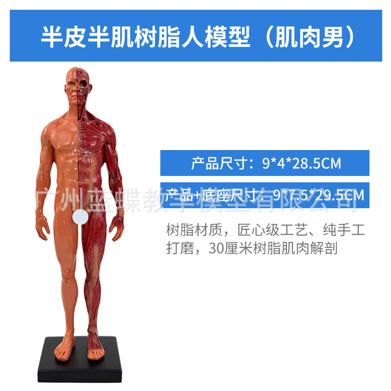 30CM Resin - Muscle - Male
