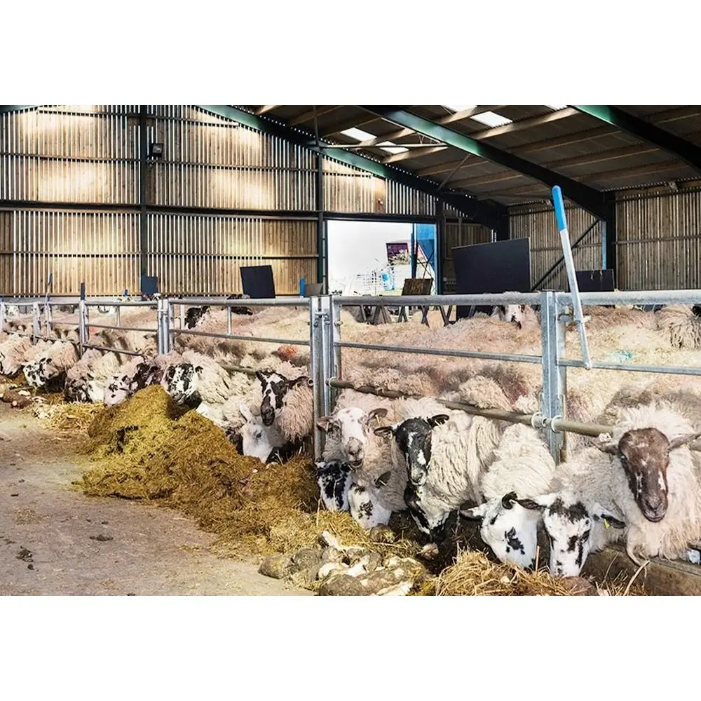 Preiswert vorgefertigte günstige stahlkonstruktion Schaf-Ziegen-Aufzuchtshaus zu verkaufen