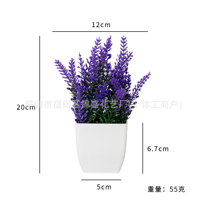 Plantes en pot de lavande