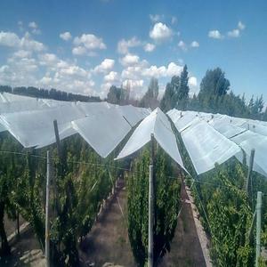PE Cherry <strong>Cover</strong> Fabric, Bird-proof, Dust-proof and Hail-proof, Fruit Protection <strong>Net</strong>, Cherry <strong>Tree</strong> Covering <strong>Net</strong> - Product Image 2
