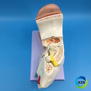 IN-M4 insan kulak modeli anatomi modeli kulak anatomik iç dış orta iç insan kulak modeli - Product Image 5