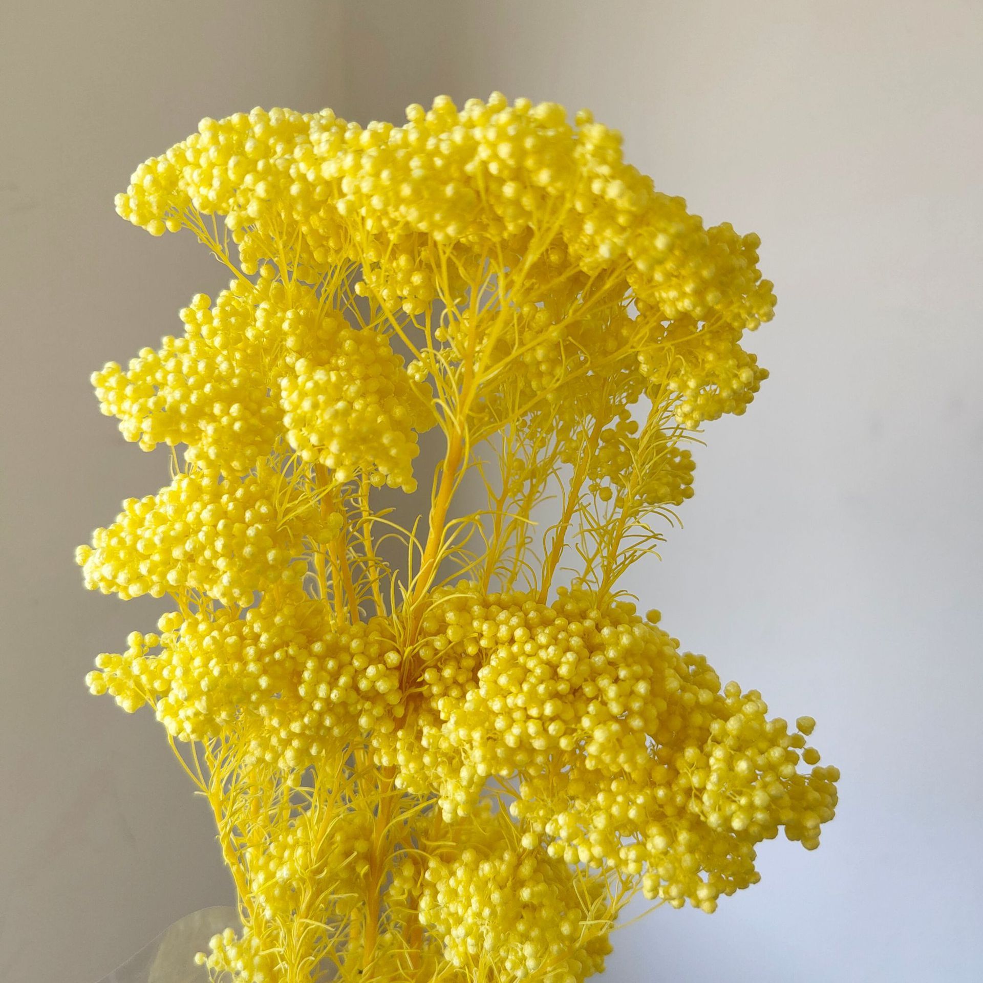 Giallo sbiancato