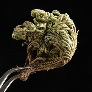 フアンバイは全Selaginella Lepidophyllaハーブ復活植物のバラを販売9死の復活草のために乾燥させました