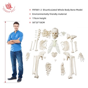 176cm Free Bone Anatomical Model FRT001-2A the Human Body W/ Scattered Bones Medical <strong>Explanation</strong> of the Skeleton Model - Product Image 2
